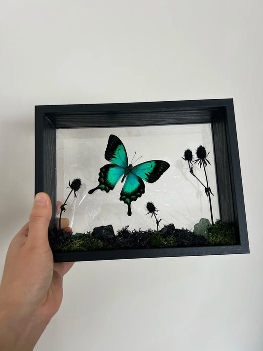 The Ultimate Butterfly Specimen Diorama Box for Collectors!