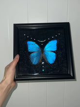 Real Blue Morpho Butterfly Frame – Handmade Specimen Wall Decor