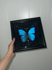 Real Blue Morpho Butterfly Frame – Handmade Specimen Wall Decor