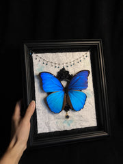 Real Blue Morpho Butterfly Frame – Handmade Specimen Wall Decor