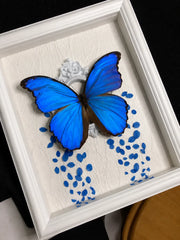 Real Blue Morpho Butterfly Frame – Handmade Specimen Wall Decor