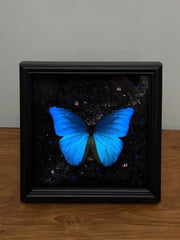 Real Blue Morpho Butterfly Frame – Handmade Specimen Wall Decor