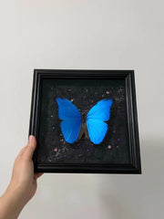Real Blue Morpho Butterfly Frame – Handmade Specimen Wall Decor