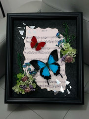Butterfly Specimen Frame - sheet music style
