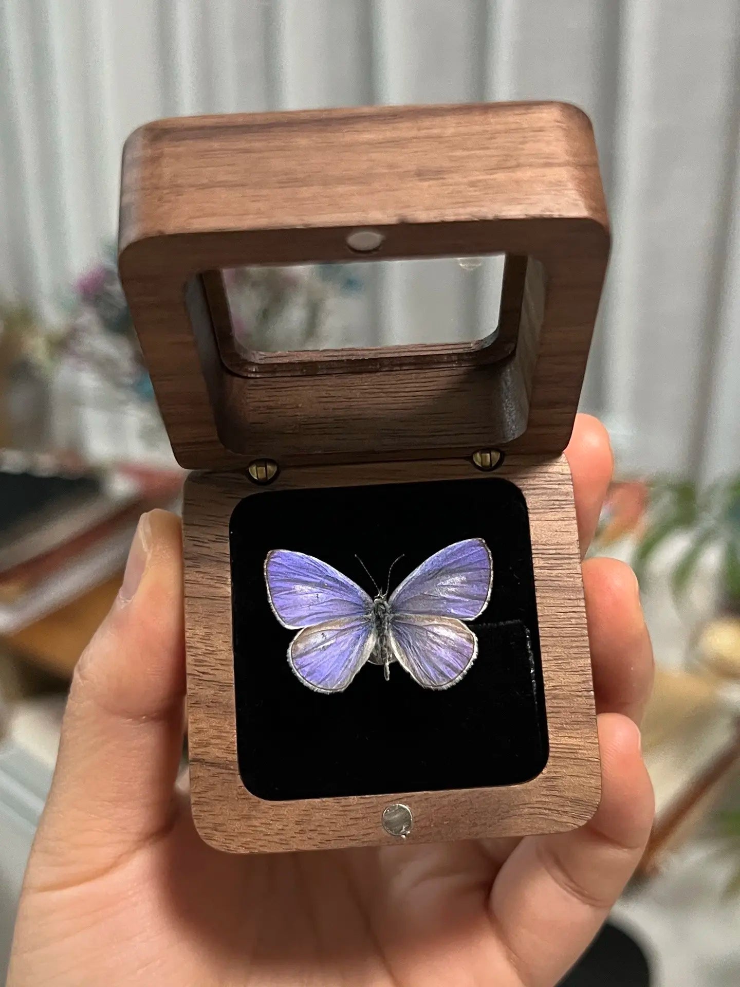 Butterfly specimen gift with Complimentary Gift (Not Sold Separately) Style 1 Butterfly specimen gift with Complimentary Gift (Not Sold Separately) Style 1