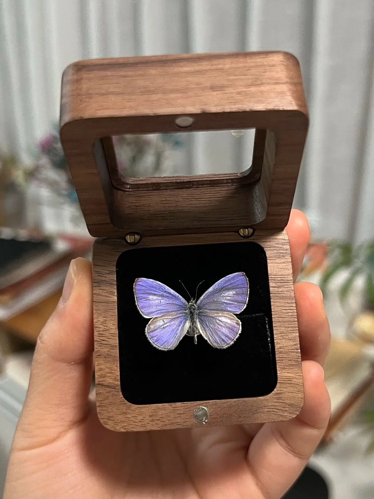 Butterfly specimen gift with Complimentary Gift (Not Sold Separately) Style 1