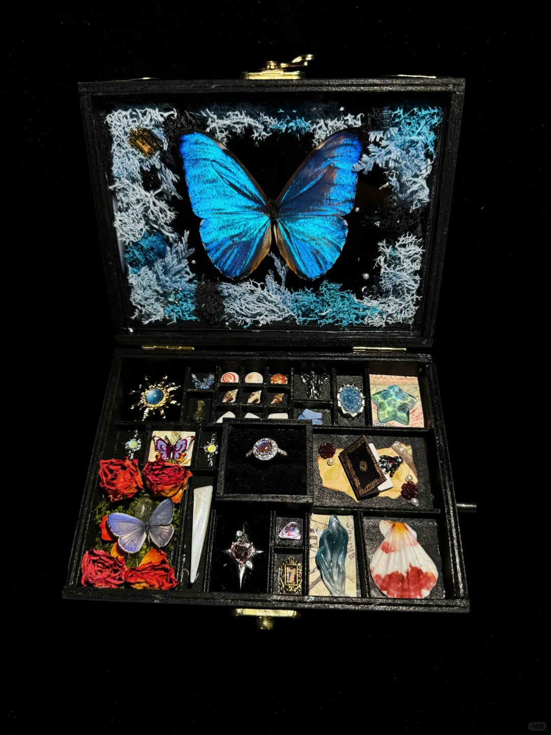 Butterfly specimen gift - music box -Style 5