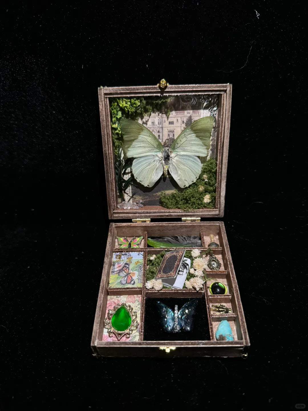Butterfly specimen gift - Small Box -Style 3 Butterfly specimen gift - Small Box -Style 3
