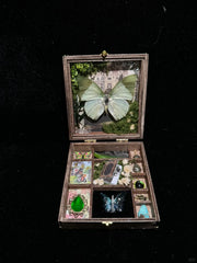 Butterfly specimen gift - Small Box -Style 3