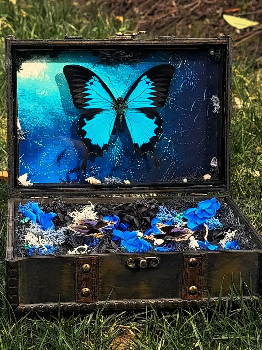 Butterfly specimen gift - Nature Diorama Box -Style 2