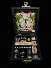 Butterfly Specimen Gift – Small Box -Pale Green Nymphalid Butterfly Style 1