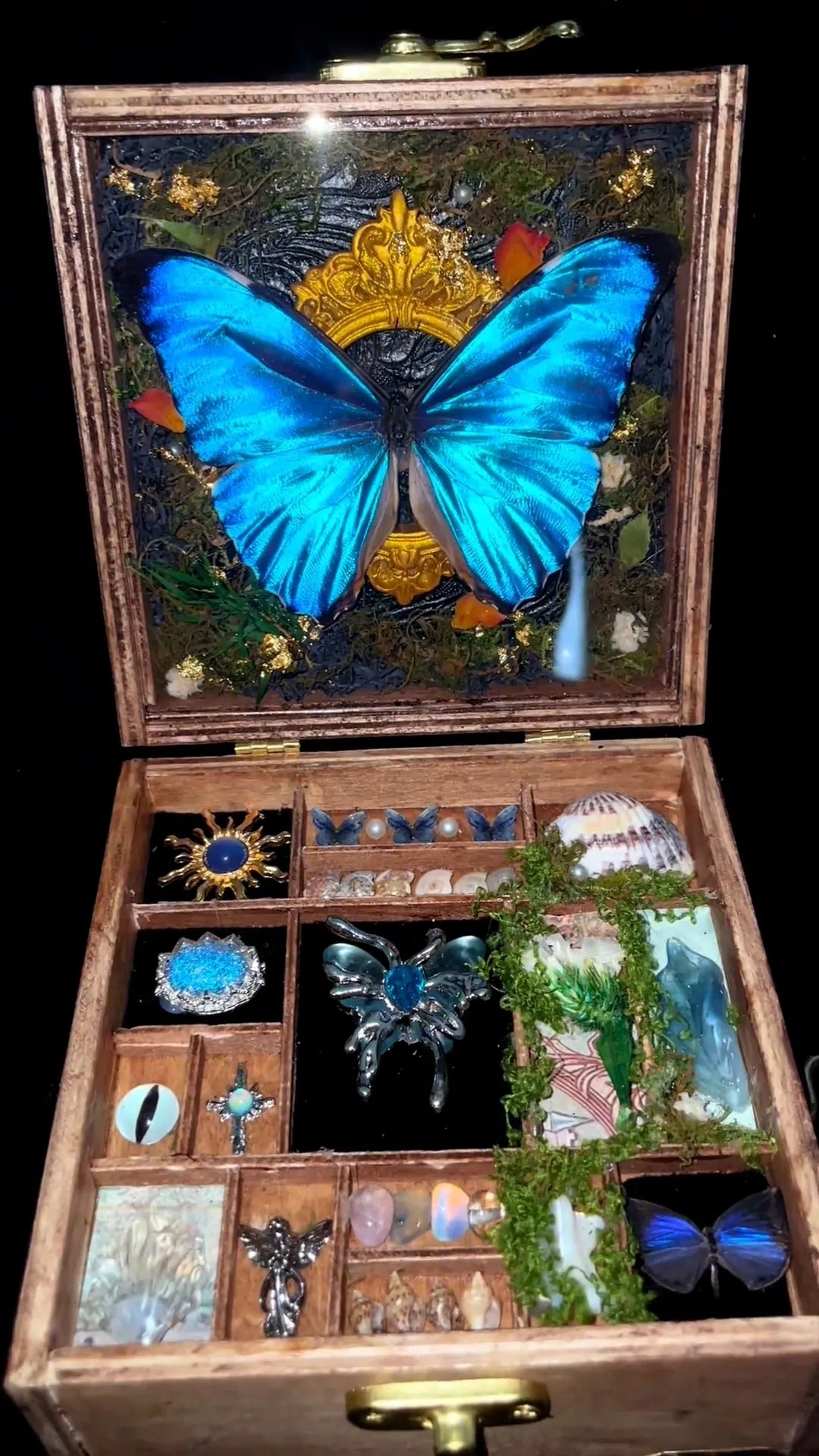 Butterfly specimen gift - music box - Style 6 Butterfly specimen gift - music box - Style 6
