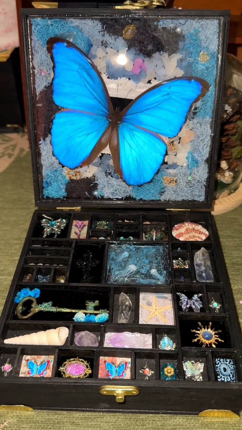 big-box-butterfly-specimen-gift