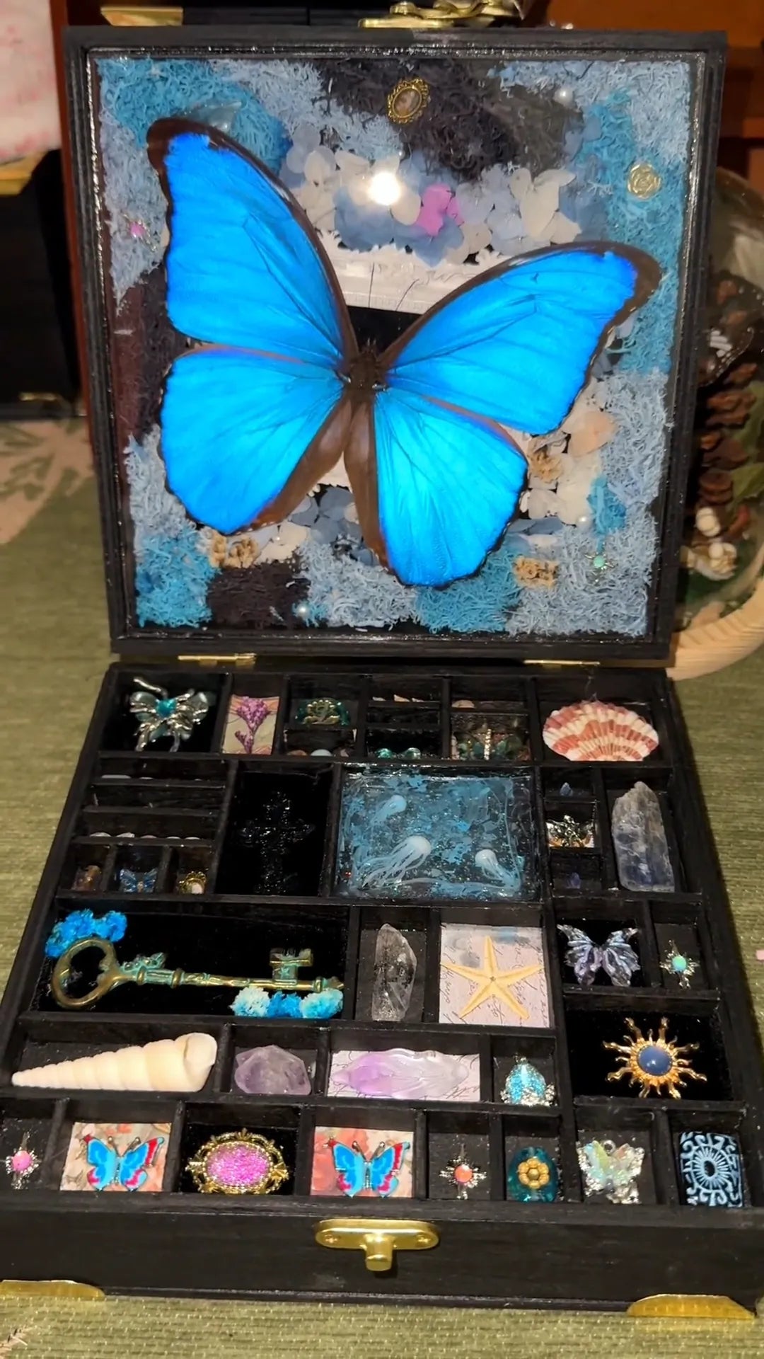 big-box-butterfly-specimen-gift