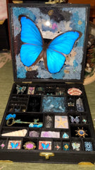 big-box-butterfly-specimen-gift