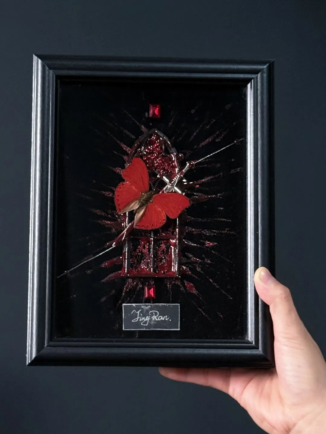 Butterfly–Specimen–Frame–Crimson–Butterfly–in–Glass Butterfly–Specimen–Frame–Crimson–Butterfly–in–Glass