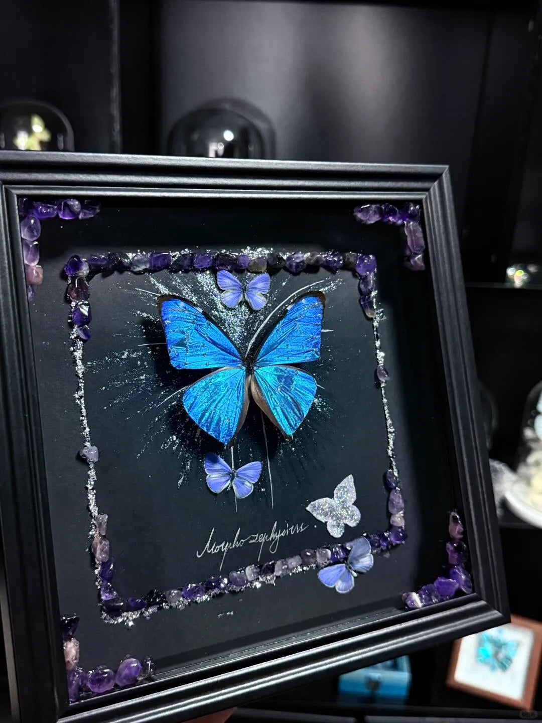 Butterfly Specimen Frame – Whispers of Blue Butterfly Specimen Frame – Whispers of Blue