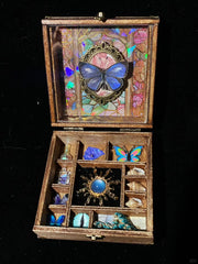 Butterfly Specimen Gift – Small Box - Style 4