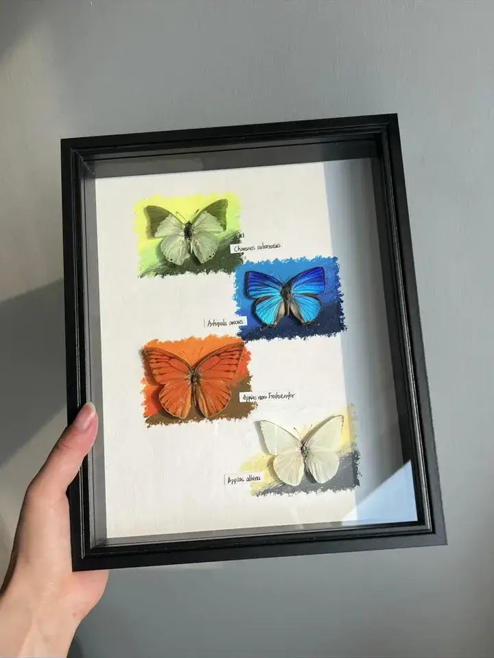 Butterfly Frame – The Four Seasons