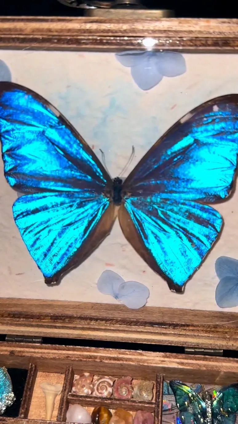 Blue Morpho Butterfly Specimen Music Box – Enchanted Keepsake Collection Blue Morpho Butterfly Specimen Music Box – Enchanted Keepsake Collection