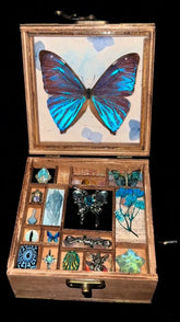 Blue Morpho Butterfly Specimen Music Box – Enchanted Keepsake Collection