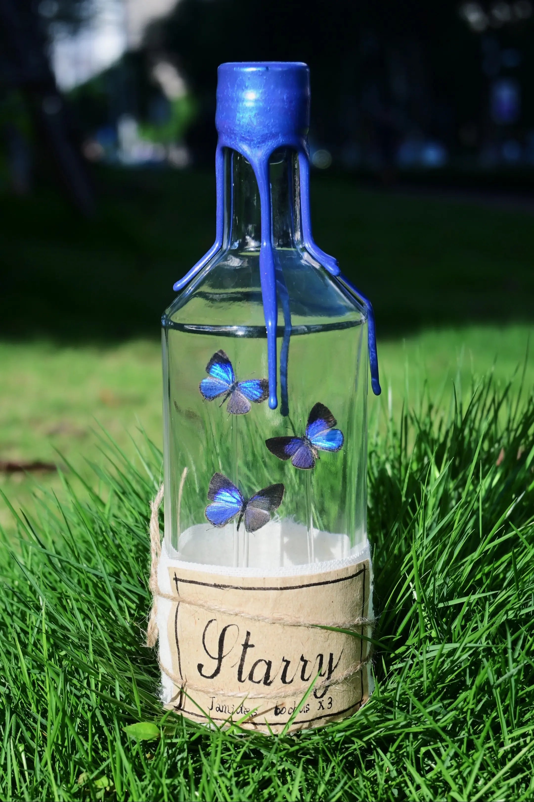 Starry Bottle – Real Blue Butterflies in a Glass Jar Display Starry Bottle – Real Blue Butterflies in a Glass Jar Display