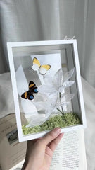 Ethereal Duo – Butterfly Specimen Frame with Artistic Plastic Leaves