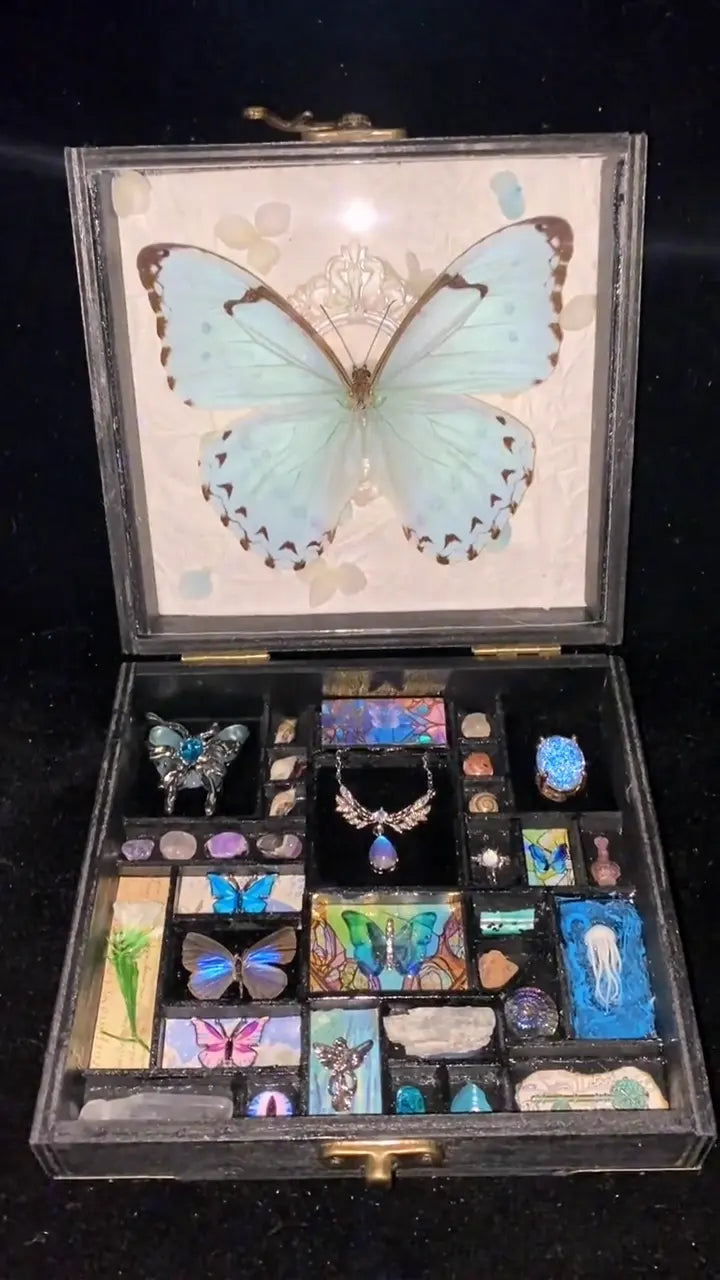 Wings of Moonlight – Kent White Morpho Butterfly Specimen Gift Box
