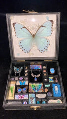 Wings of Moonlight – Kent White Morpho Butterfly Specimen Gift Box