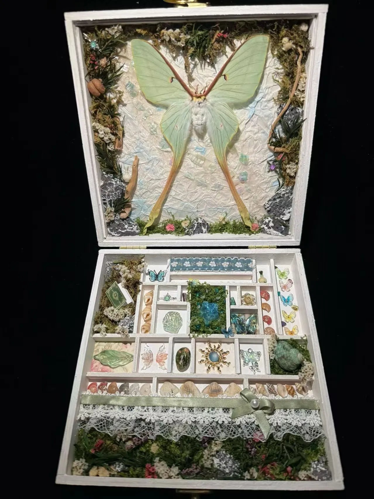Whispers of the Moon – Luna Moth Specimen Gift Box 🌙🦋 Whispers of the Moon – Luna Moth Specimen Gift Box 🌙🦋