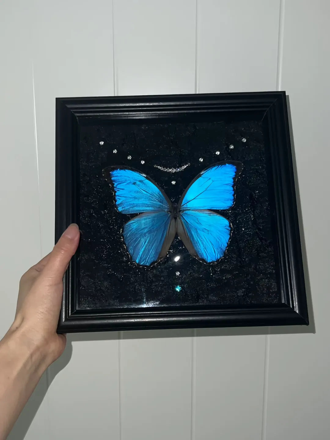 Real Blue Morpho Butterfly Frame – Handmade Specimen Wall Decor