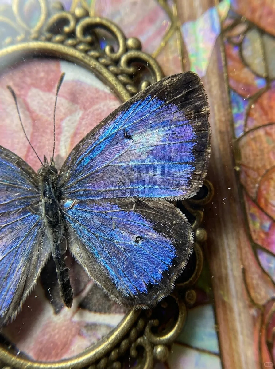 Butterfly Specimen Gift – Small Box - Style 4