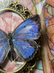 Butterfly Specimen Gift – Small Box - Style 4