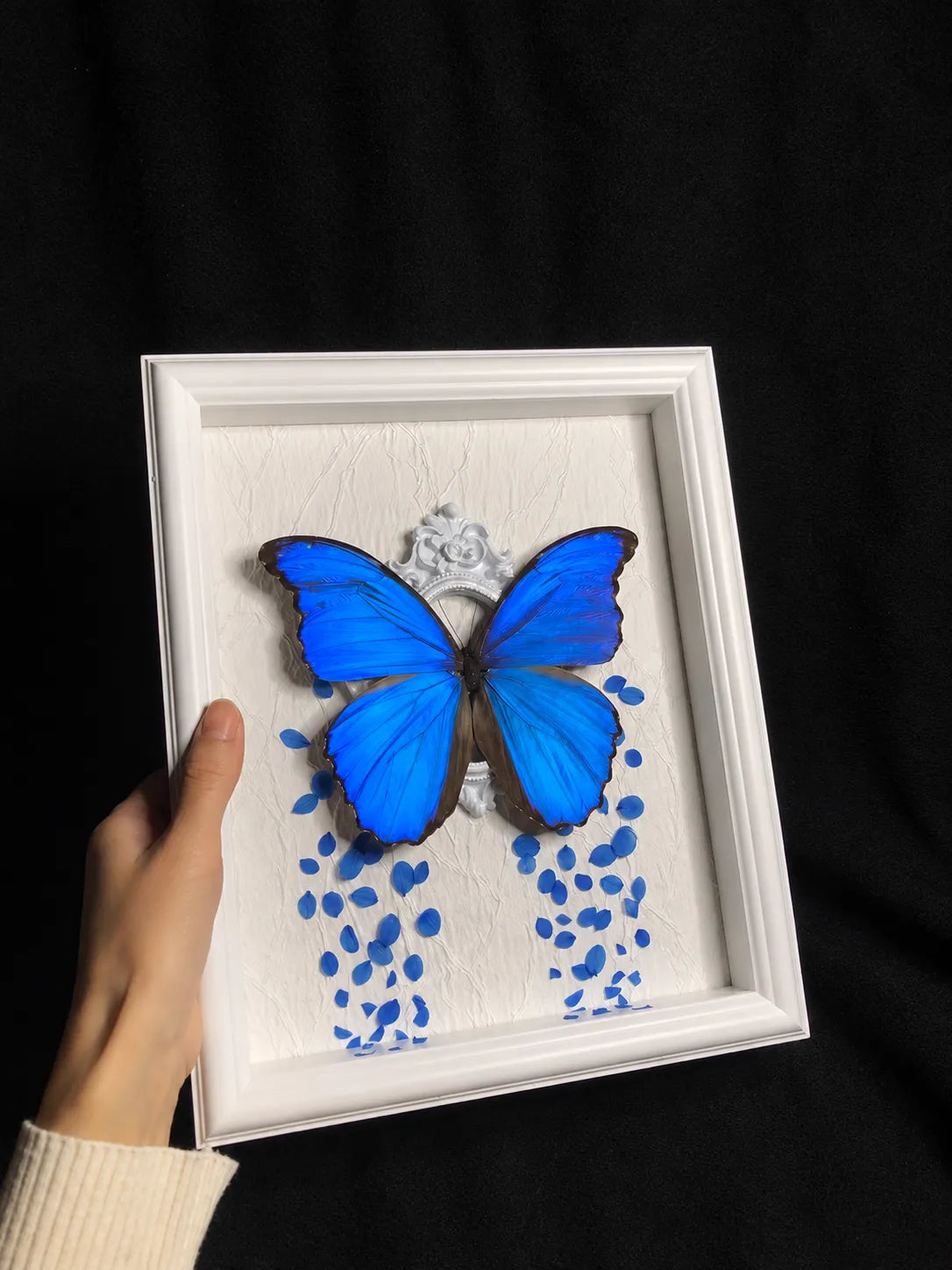 Real Blue Morpho Butterfly Frame – Handmade Specimen Wall Decor