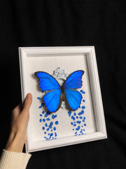 Real Blue Morpho Butterfly Frame – Handmade Specimen Wall Decor