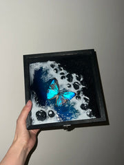 Butterfly Specimen Frame - Waves of the Sea
