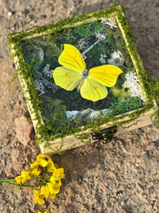 Butterfly specimen gift - Nature Diorama Box -Style 1