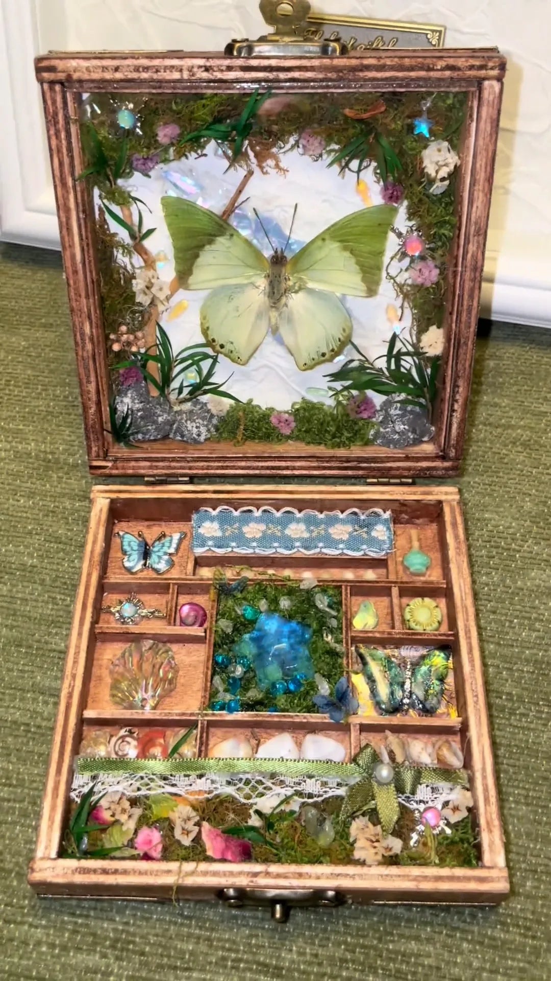 Butterfly Specimen Gift – Small Box -Pale Green Nymphalid Butterfly Style 2