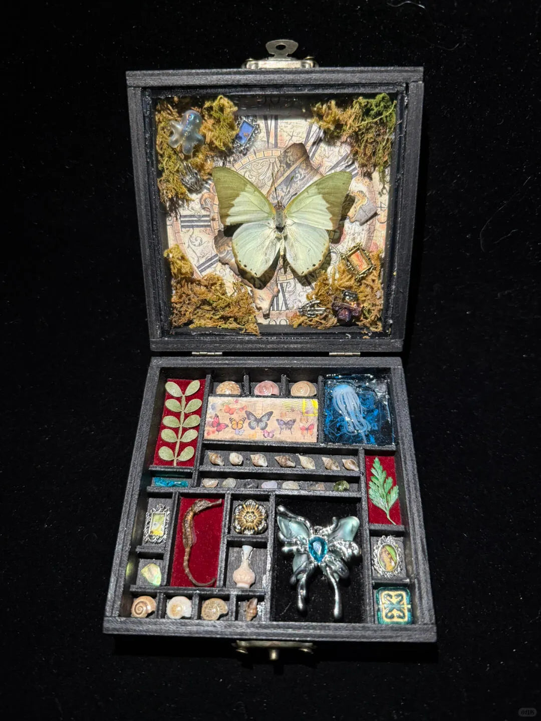 Butterfly Specimen Gift – Small Box -Pale Green Nymphalid Butterfly Style 3