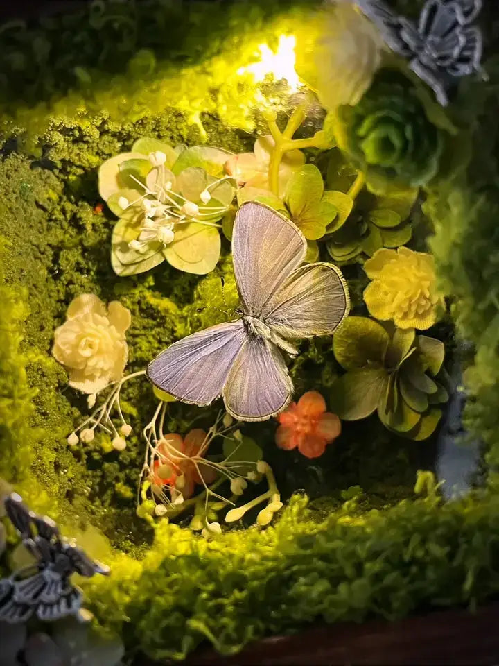 Glowing Butterfly Specimen Box – Handmade LED Butterfly Shadow Box Decor style 2