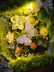 Glowing Butterfly Specimen Box – Handmade LED Butterfly Shadow Box Decor style 2
