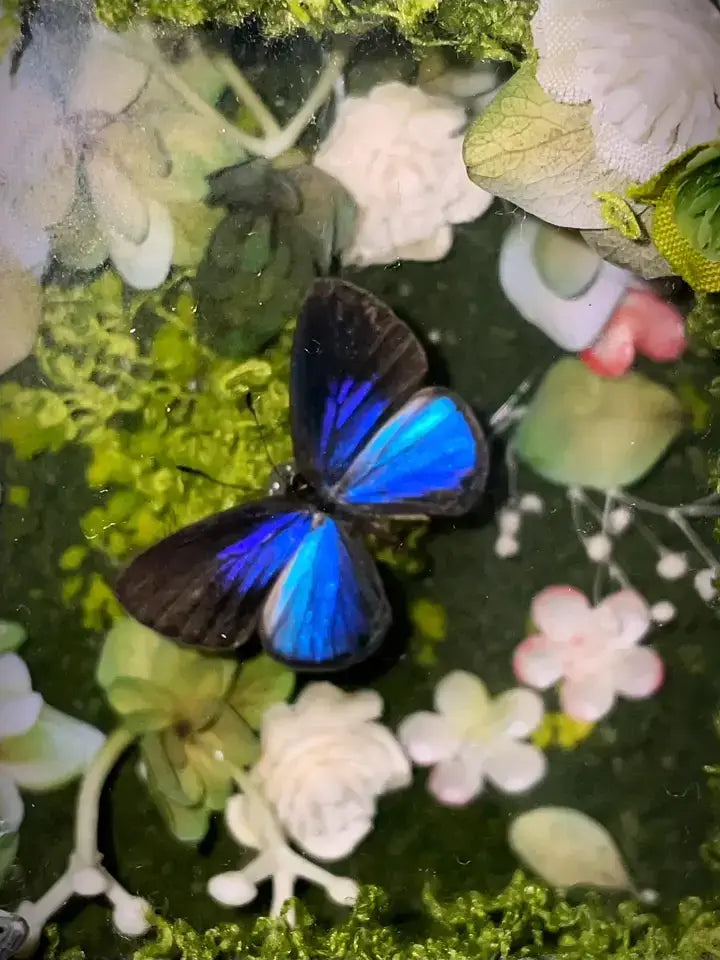 Glowing Butterfly Specimen Box – Handmade LED Butterfly Shadow Box Decor style 3